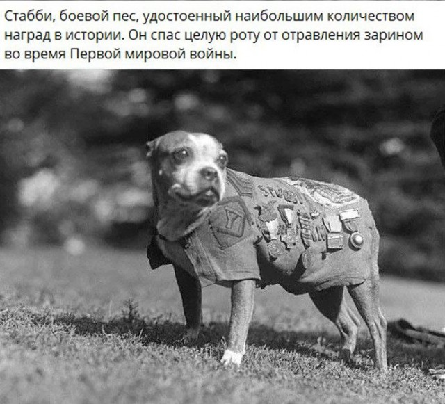 Собаки из истории в картинках