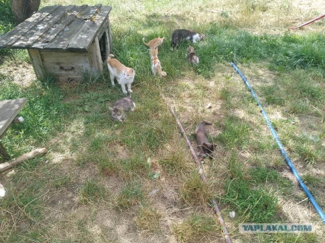 Жизнь домашнего приюта для котеек 503