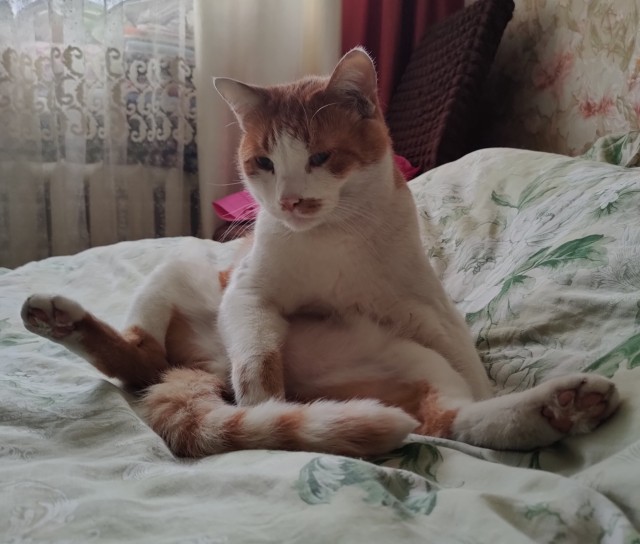 Обнаружен ъуъ (котовторник)