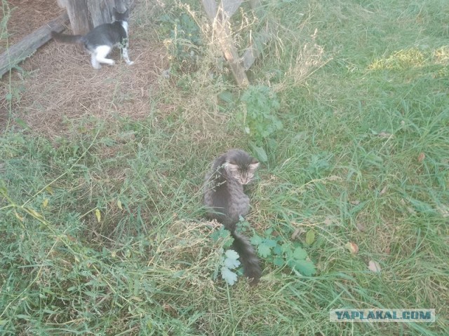 Жизнь домашнего приюта для котеек 512