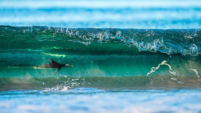 Объявлены победители конкурса фотографий дикой природы Nature Photographer of the Year 2024: полюбуйтесь на 20 лучших работ