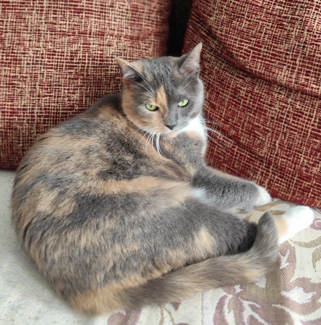 Котовторник