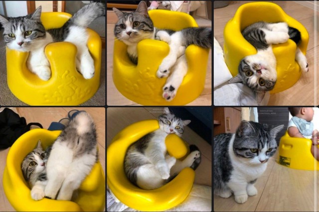 Коты, которые смирились со своей участью