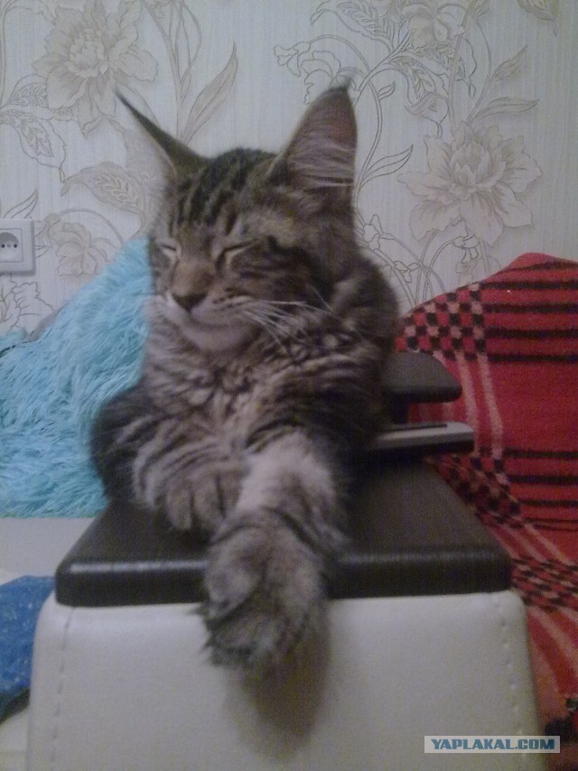 Немного о  Мейн Куне.