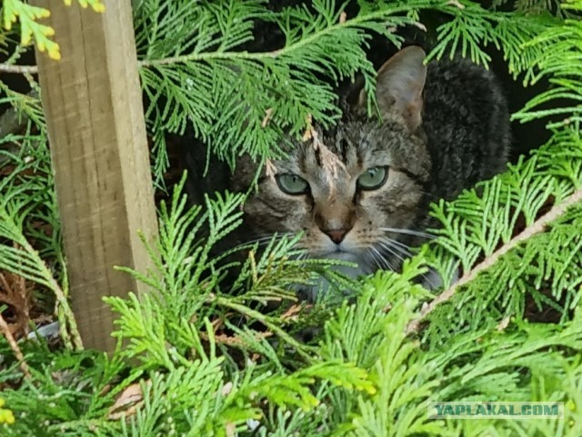 Котовторник.