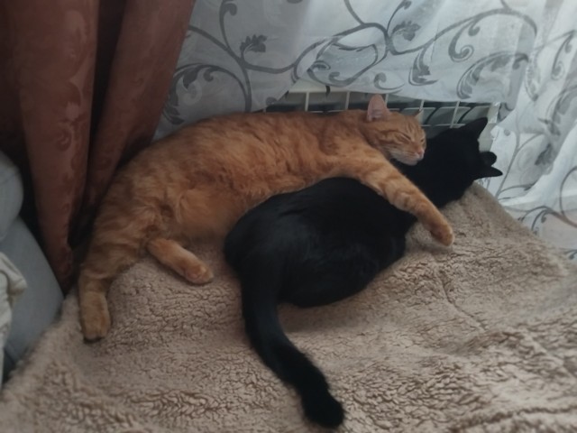 Котовторник. Где коты? Мой вот!