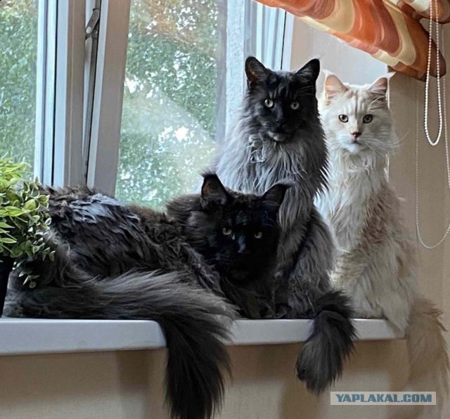 Кот мейн-кун, о котором не заботились