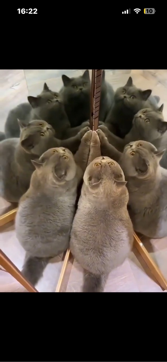 Коты и зеркала