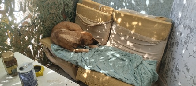 Производственный кот