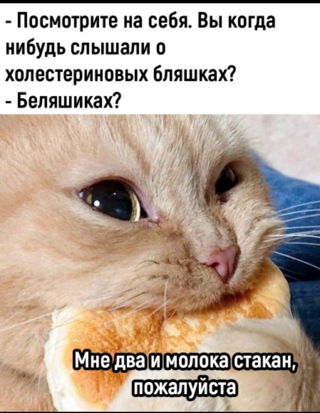Коты с широкой костью