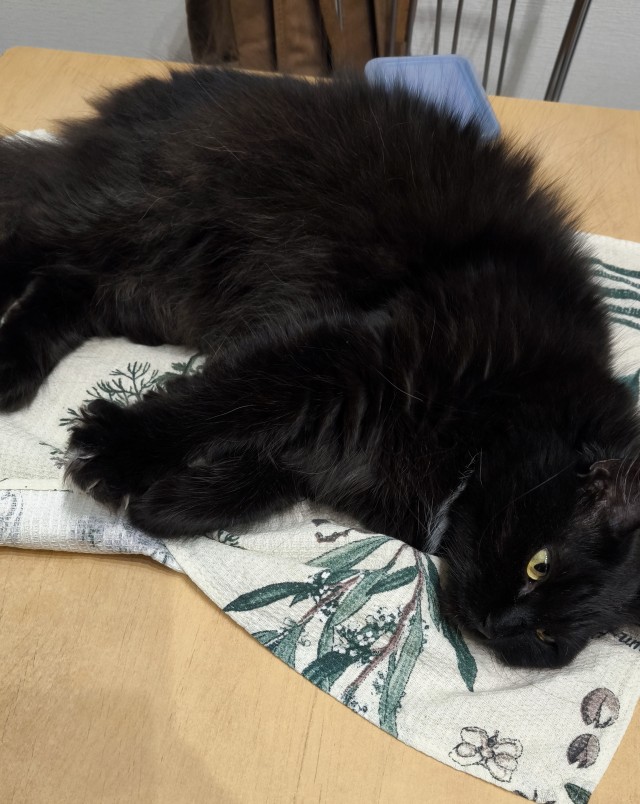Кот