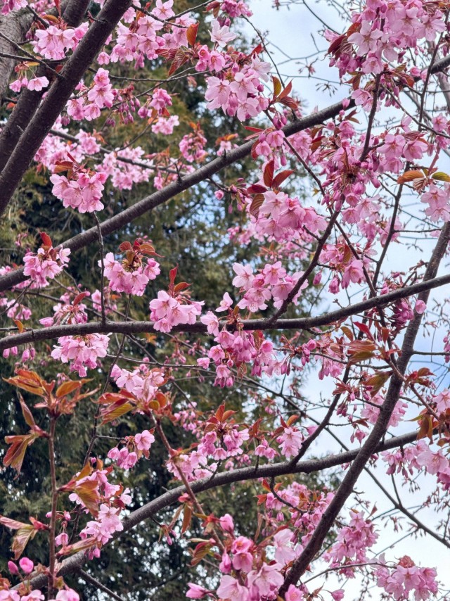 В ботаническом саду Петра Великого (СПб) расцветает сакура