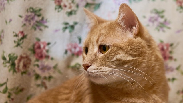 Котское.