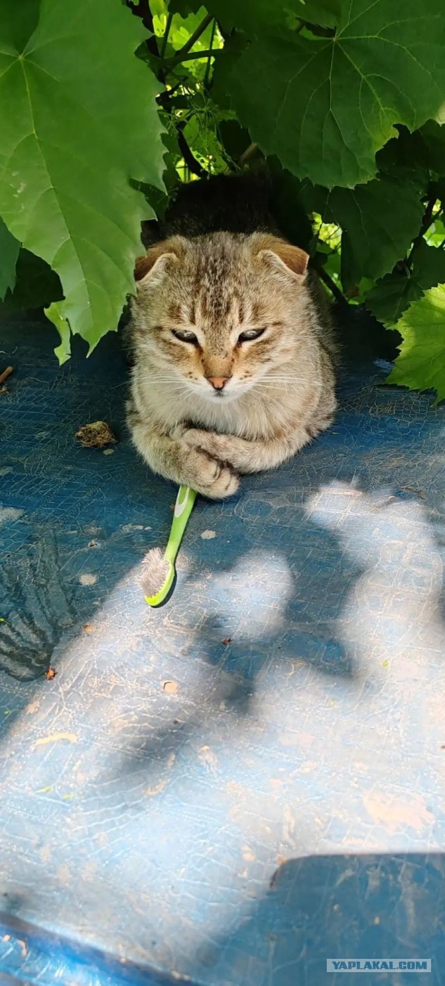 Помощники
