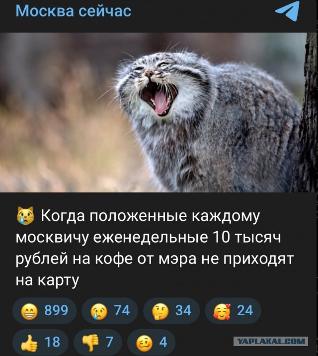 Пока столицу раскаляет солнце, москвичи массово съезжаются на пляжи, а в метро по доброй традиции им раздают воду