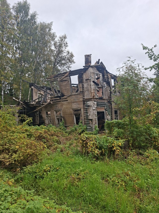 Вырицкие яблоки.