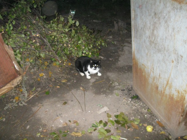 Котовторник 22.10.2013