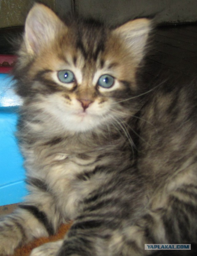 Котовторник 12.11.2013