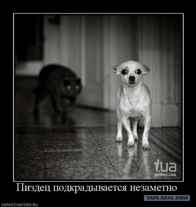 Маша и мыши