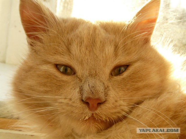 Котовторник 25.02.2014