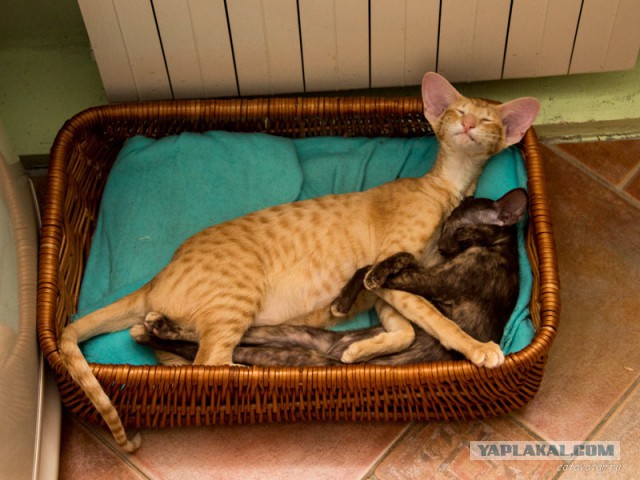 Котовторник 04.03.2014