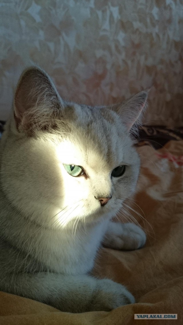 Котовторник 6.05.2014