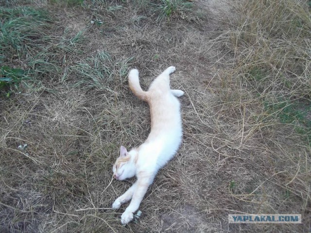 Жизнь домашнего приюта для котеек 21