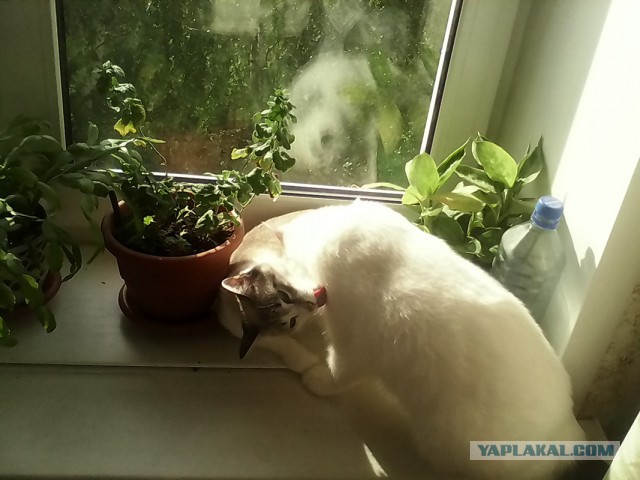 Котовторник 26.08.14.