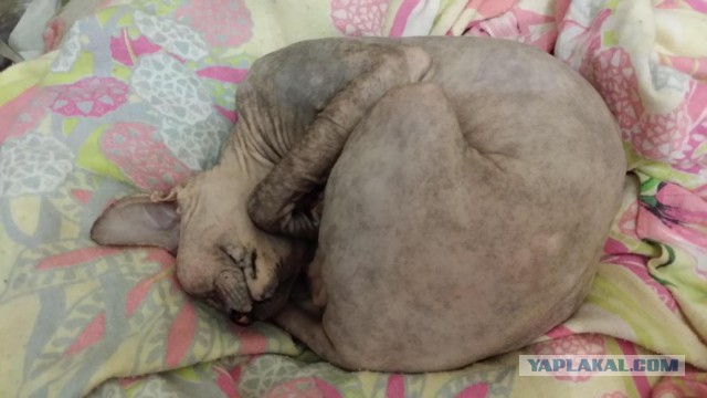 Котовторник 16.09.14