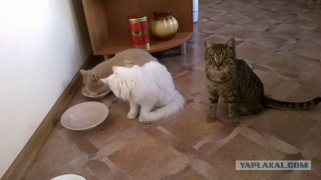 Котовторник 06.01.2015
