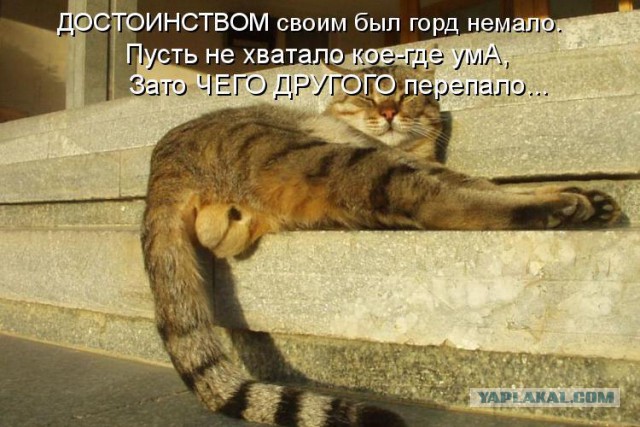 Кастрация кошек и котов