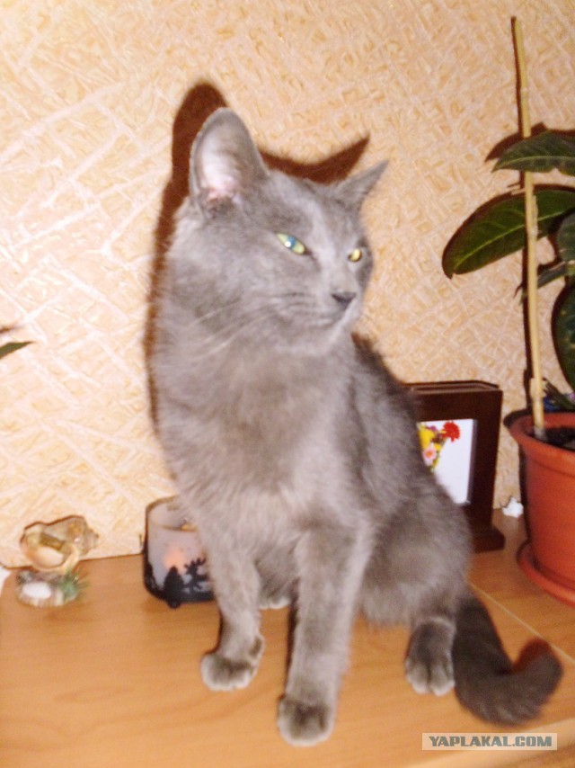Котовторник 12.05.2015