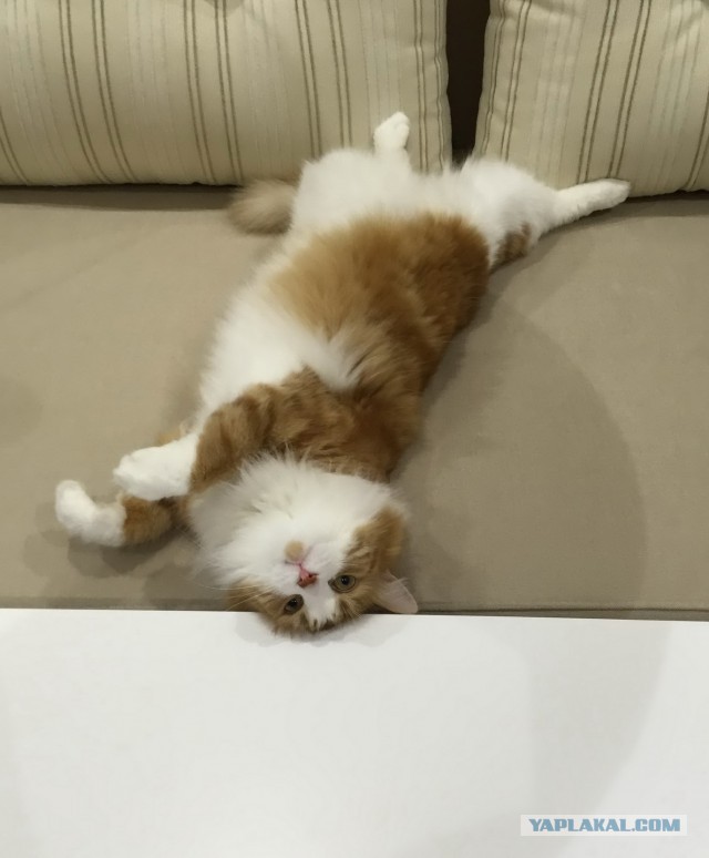 Котовторник