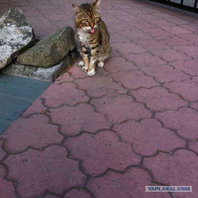Котовторник
