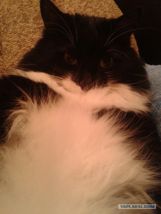 Котовторник
