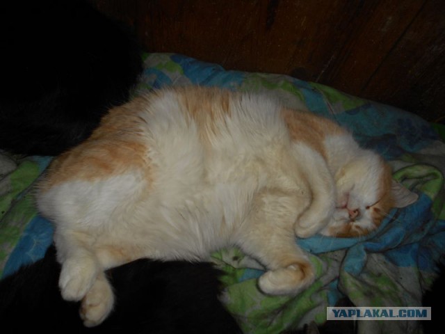 Жизнь домашнего приюта для котеек 99