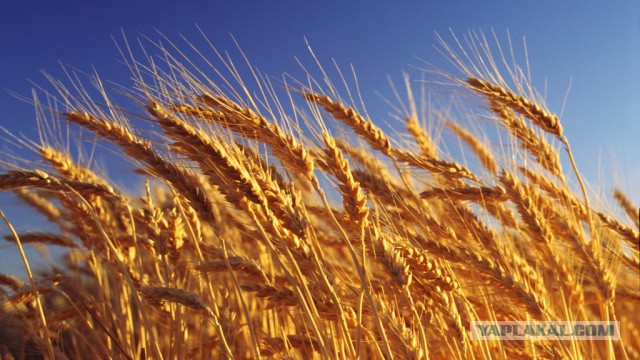 Как растет еда в естественной среде