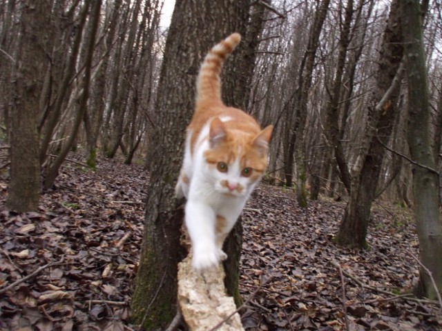 Коты из сети