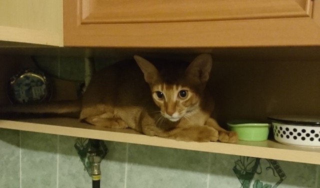 Котовторник  31.01.2017