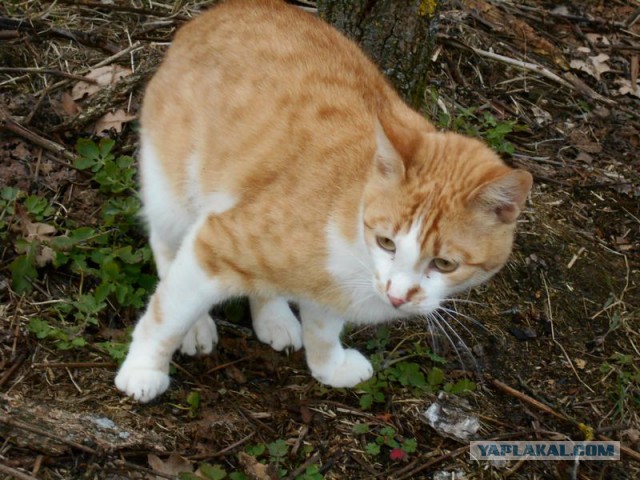 Жизнь домашнего приюта для котеек 158