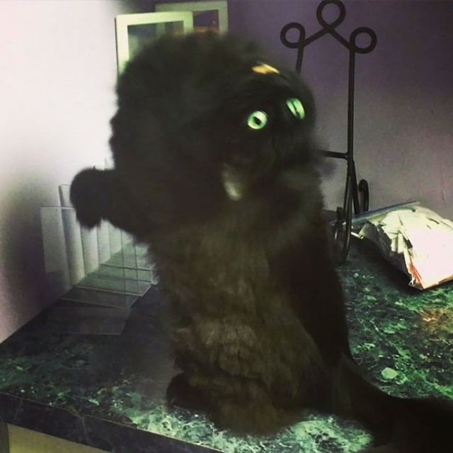 Коты и Кошки