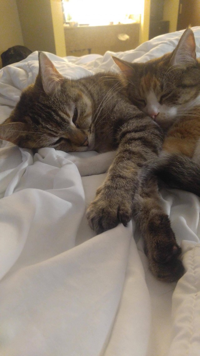 Коты и Кошки