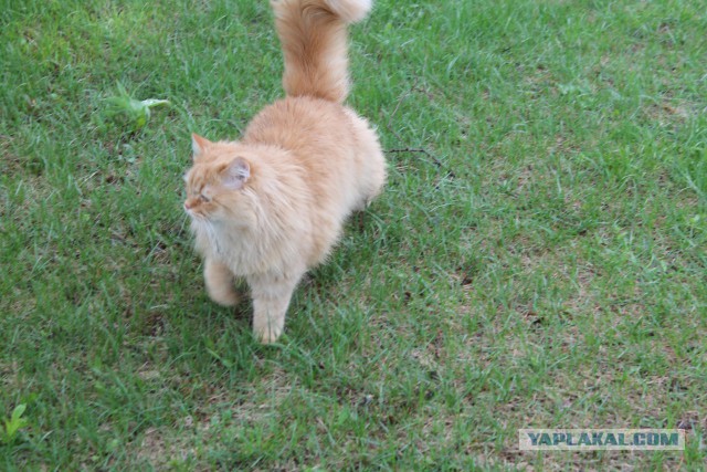 Коты и Кошки