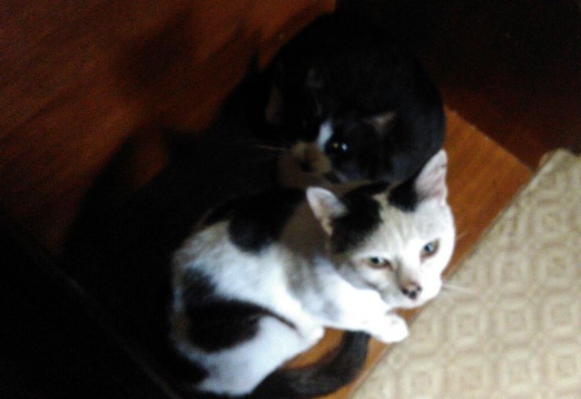 "Котовторник 26.09.2017"