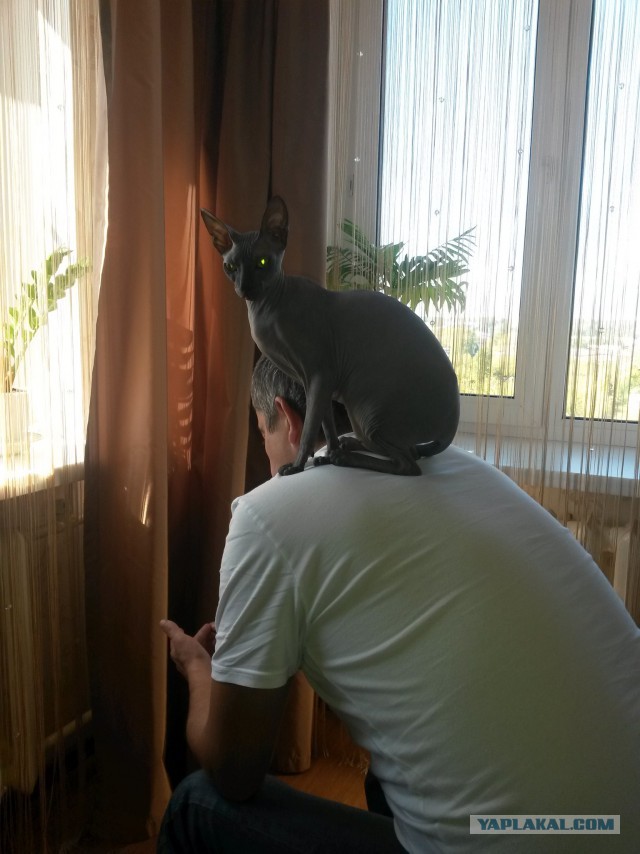 Котята моей кошки (коротенькое видео).