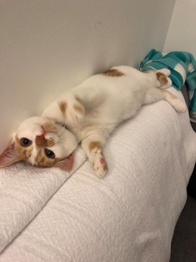 Коты и Кошки