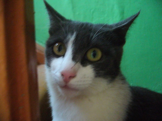 Коты и Кошки