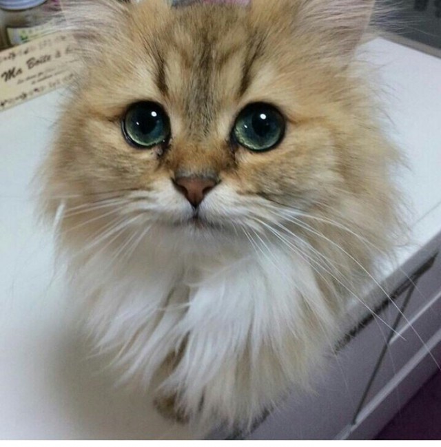 Прикольных котов пост