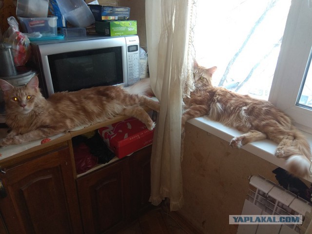 Котовторник  13.02.2018