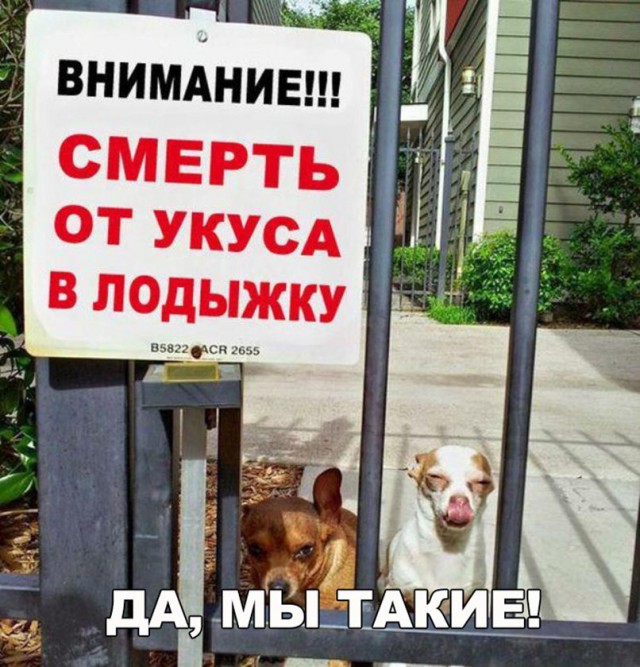 Нестандартный юмор